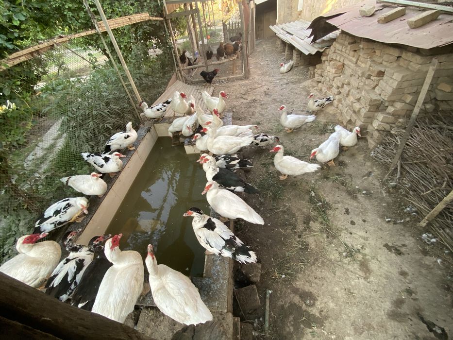 Срочно продаю Индоутки. Индоутка сотаман