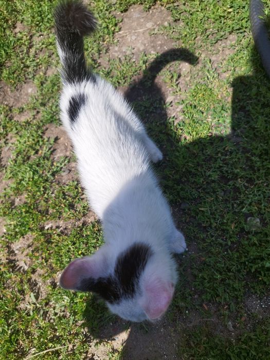 Маленький котенок