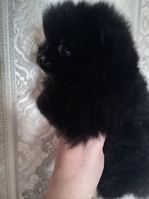 Продам щенков шпица