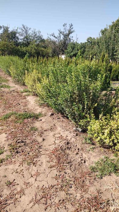 Жълто зелен Лигуструм