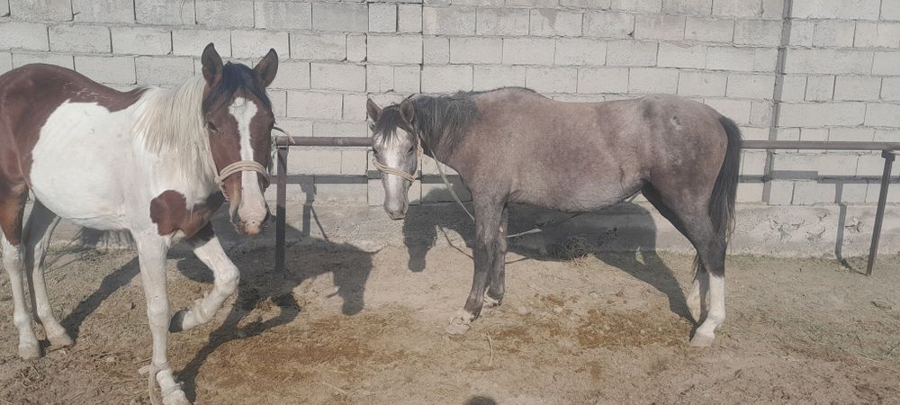 Байтал сатылады 2 бас