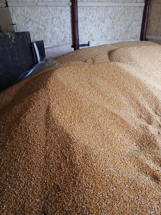 Vând Porumb producție 2025