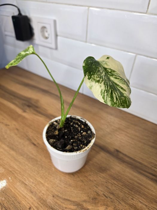Монстера Альба (Monstera albo-variegata)