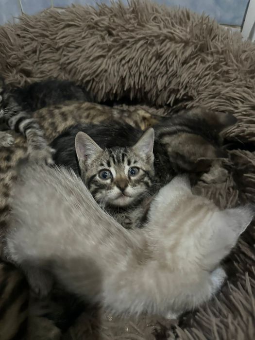 Продам бенгальских котят