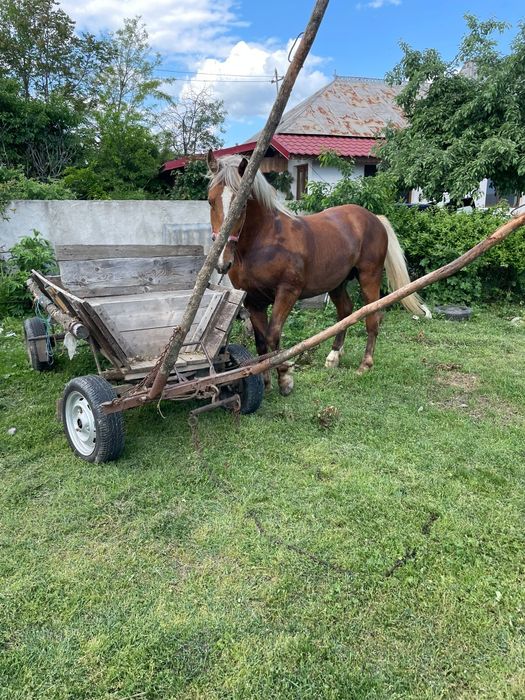 Armăsar de vânzare  face 2 ani