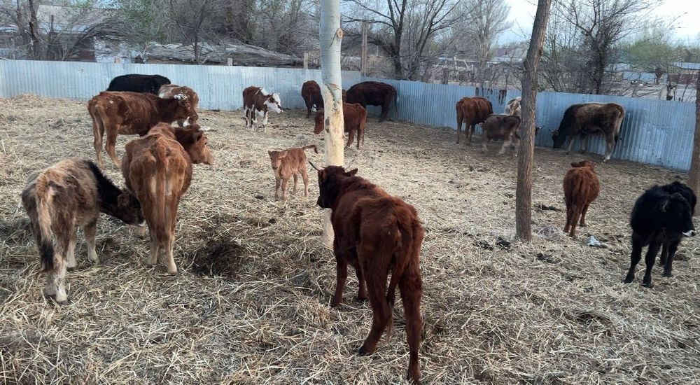 Скот,КРС,мал,бычок,теленок.