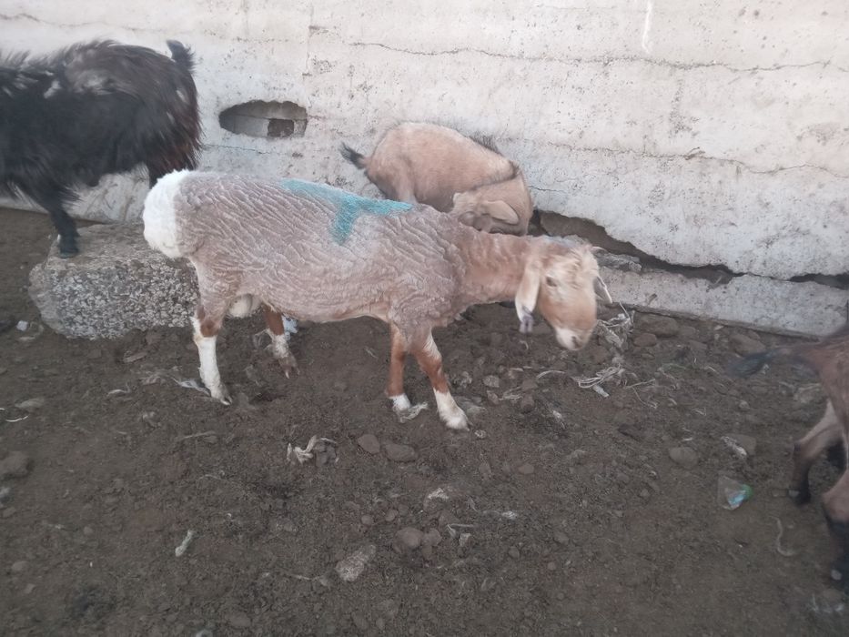 Продам кошкара двух годовалого