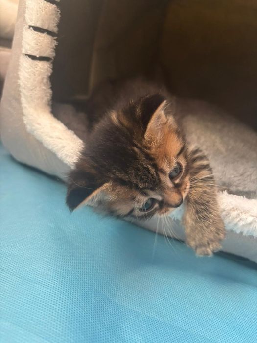 Котята шотландские ,продажа