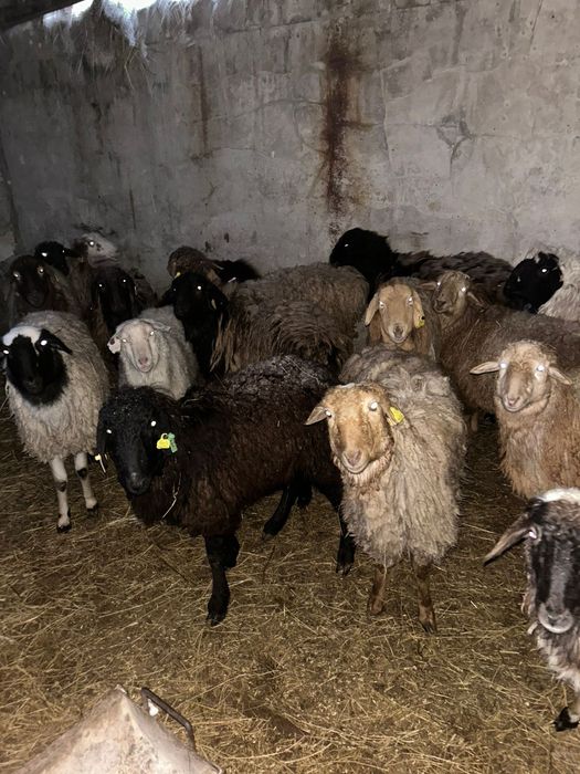 Продам бараны разных возрастов