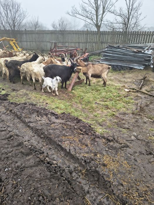 Capre fatate și gestante