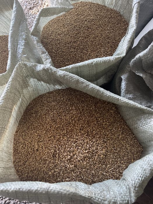 Продам пщеница лён жмых гранула