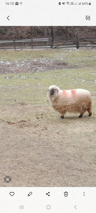 Vand 2 oi bucalai 1 200 lei  bucata