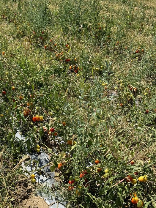 Продава се Земеделски имот в Кюстендил, Осогово -  кв.м за 1774 €/дка - Снимка #23