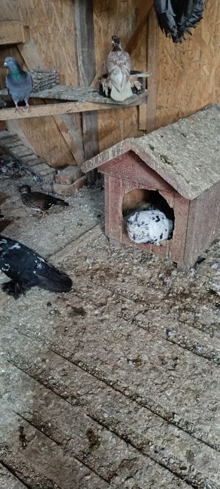 Porumbei diferite rase