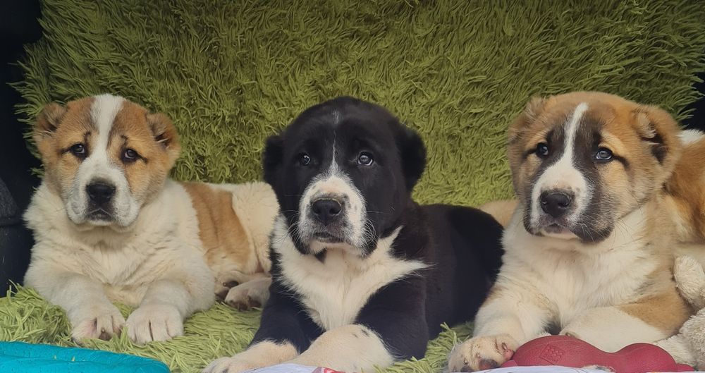 Щенки САО (Алабай)