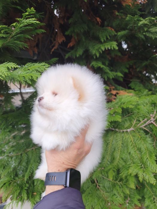 Померан мъжки и женски