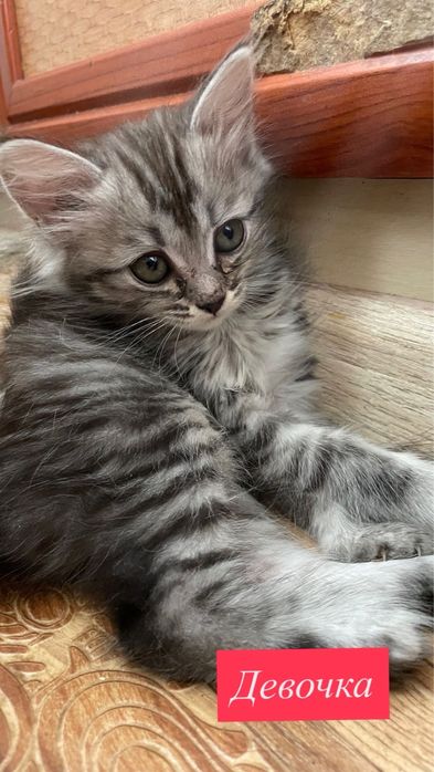 Отдам котят в добрые руки