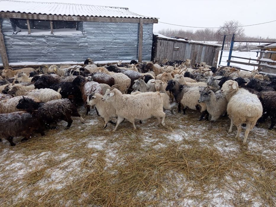 Продам баранов , коз