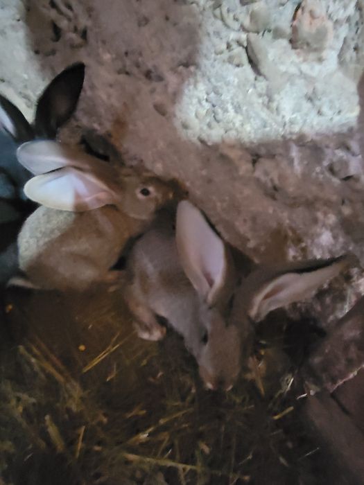 PUI Uriaș German din părinți tatuați