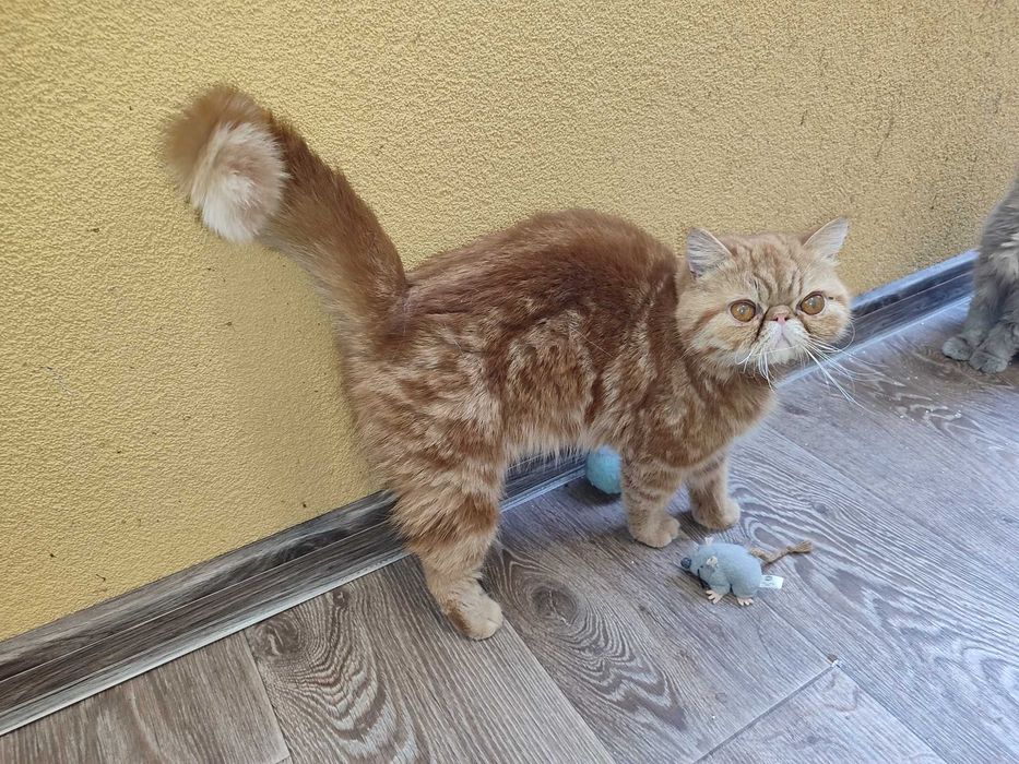 Женски екзотични котки на 6 месеца и 2,5 години.