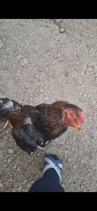 Дакан, бойцов...