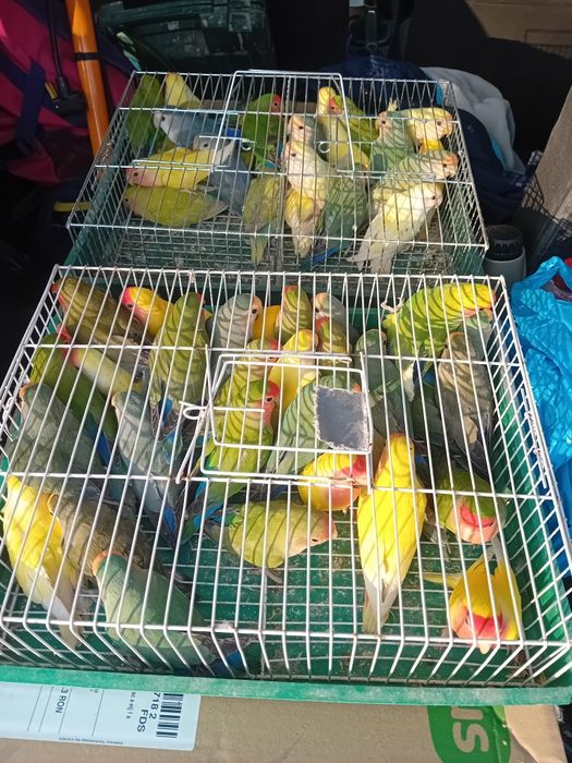 Agaponis Rosencolis toate culorile  75 la angro