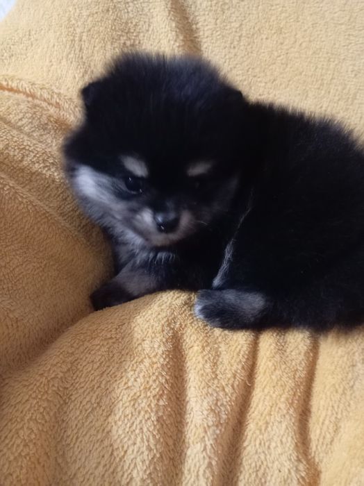 Продам щенка шпица