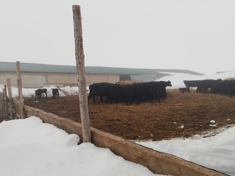 Продам крестьянское хозяйство