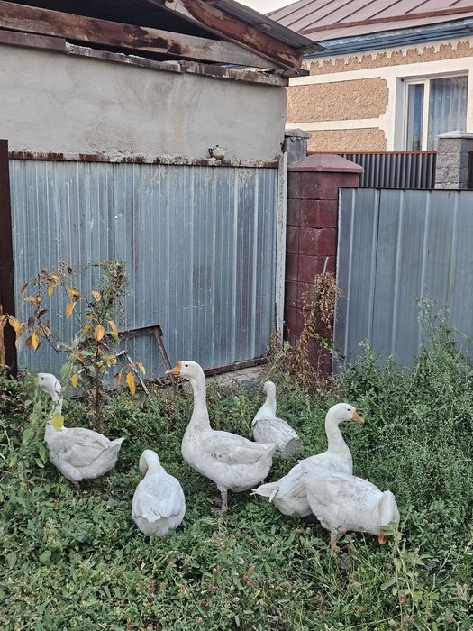 Продам срочно Гусей