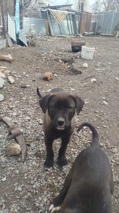 Отдам в добрые руки