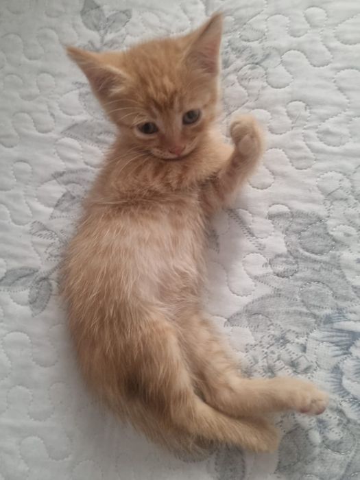 Отдам домашних котят