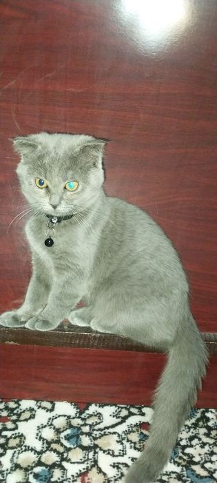 sardor karimov Samarqand viloyati