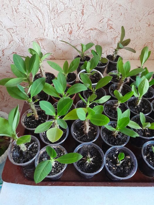 Молочай Миля эуфорбия.