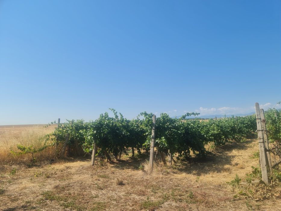 Продавам лозе с десертно грозде в с.Поповица