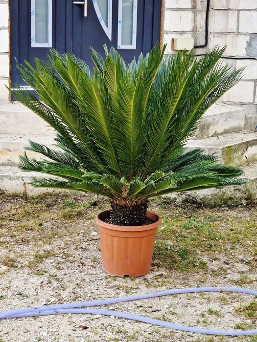 Vând palmieri cycas revolut