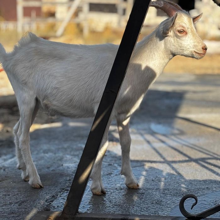Теке сатылады жас теке