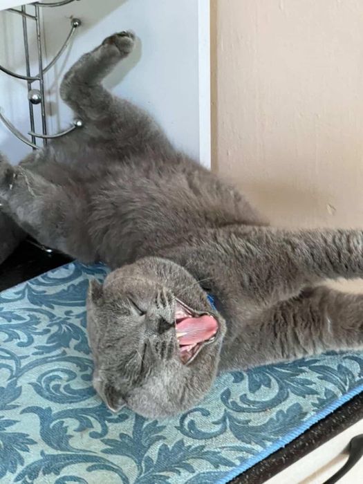 Mushuk Sicotish fold serey