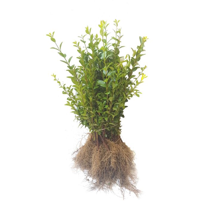 Puieți  mesteacan leylandy salcâm dezvoltare dubla prindere suta la su