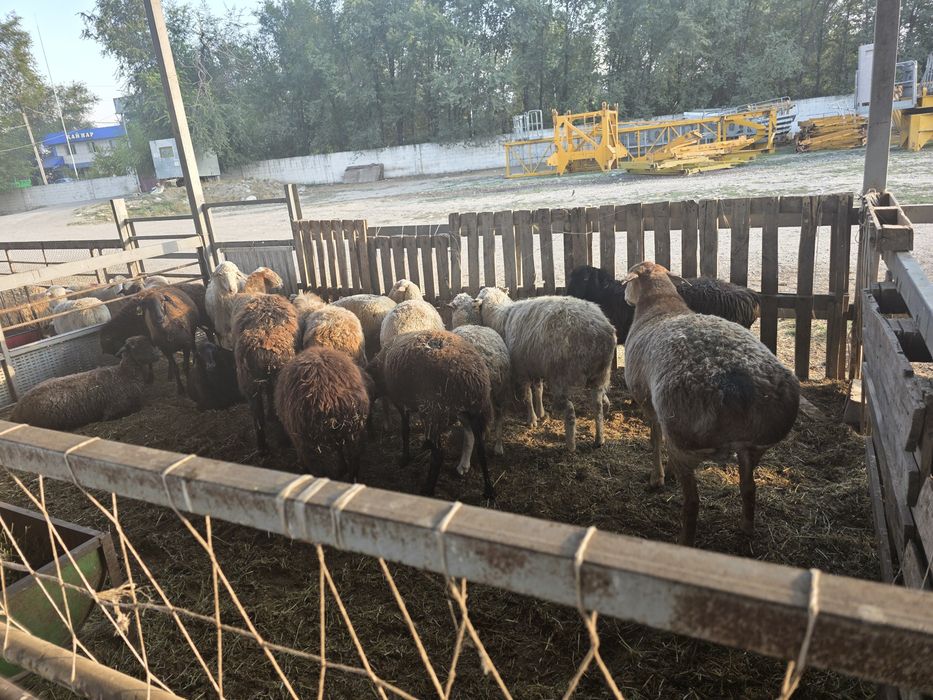 Продаём баран токты жирных кой сатылады