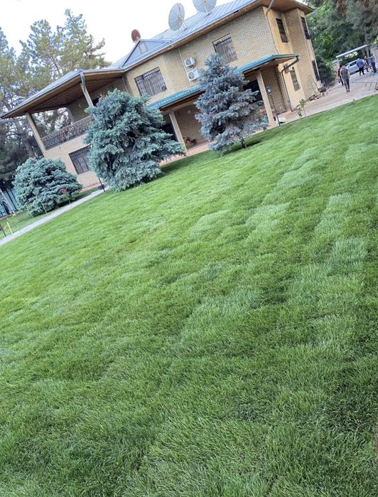 Рулонный газон Самарканд