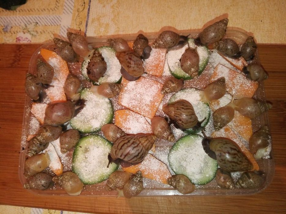 Улитки ахатина африканские