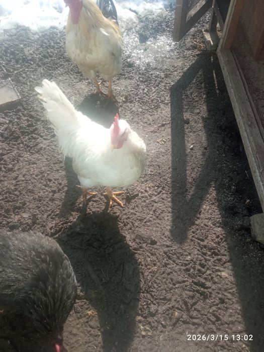 Продам молодых петухов