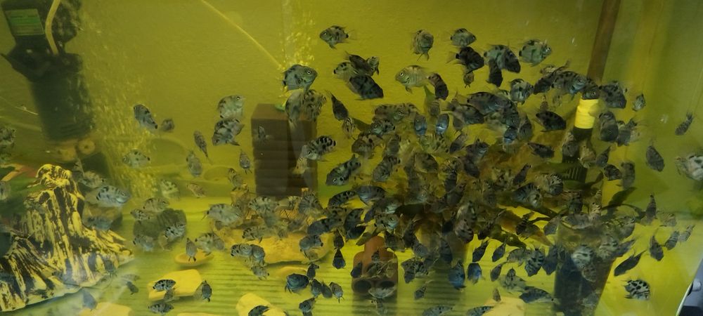 Син папагал/зебровидни цихлиди