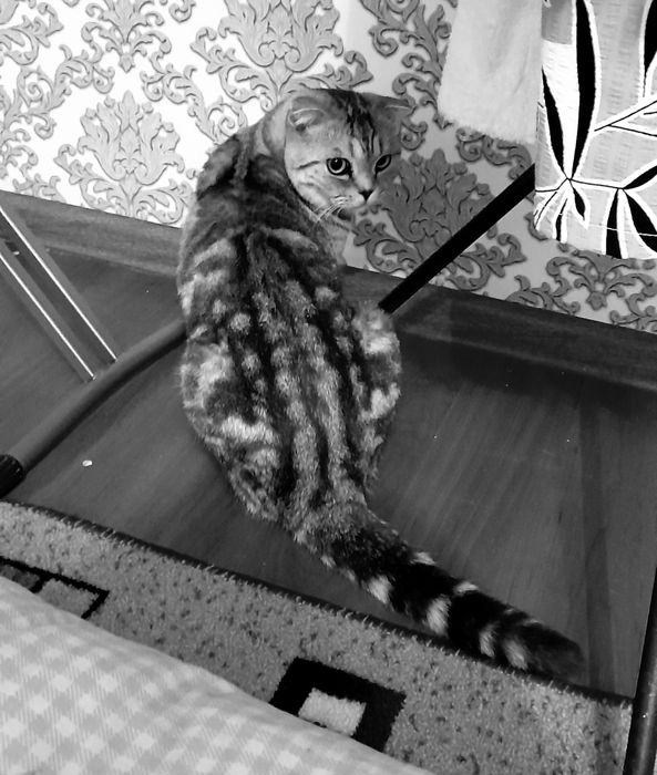 Ищем кошечку для вязки