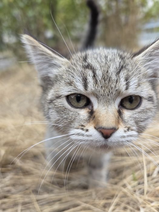 отдам котята в добрые руки