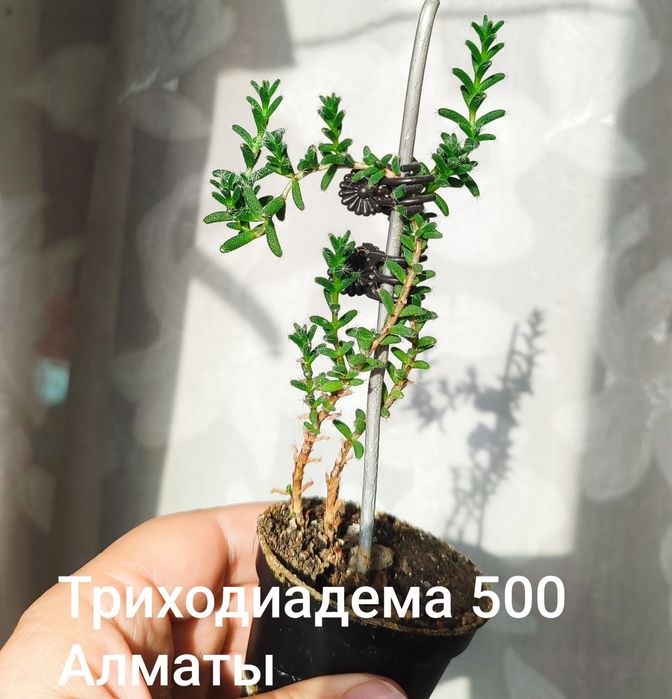 Суккуленты,  разные