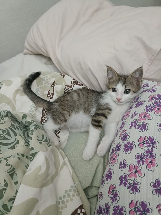 Отдам домашнего котенка мальчик.