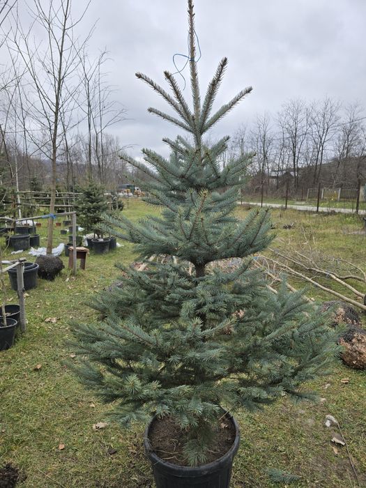 Brad argintiu și verde