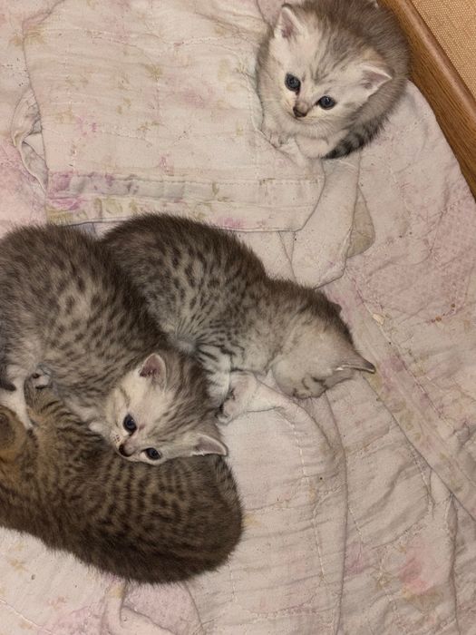 Продаются очаровательные котята!