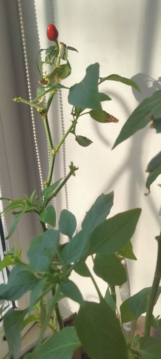 Продам цветы комнатные